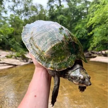 Adult Pearl River Map Turtle