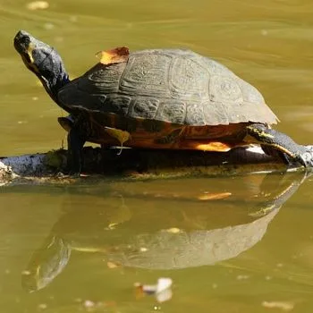 Adult Pond Slider