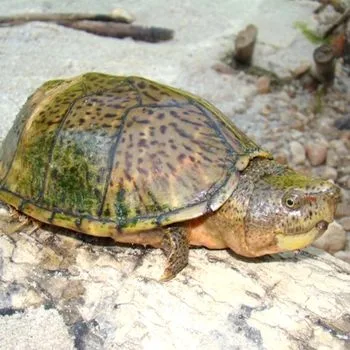 Adult Razor-backed Musk Turtle