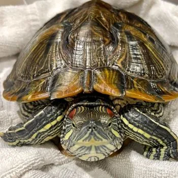 Adult Red Eared Slider