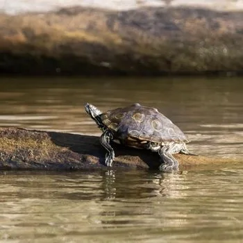 Adult Ringed Map Turtle