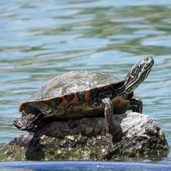 Adult Rio Grande Cooter