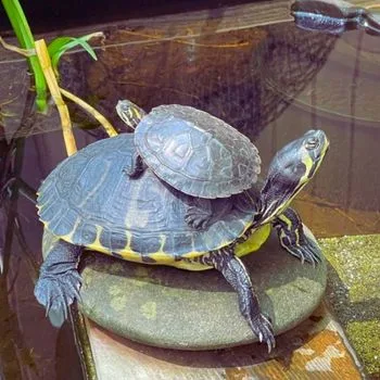 Adult River Cooter