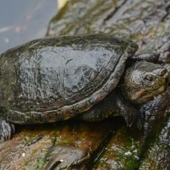 Adult Rough-Footed Mud Turtle