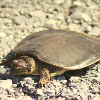 Adult Smooth Softshell Turtle