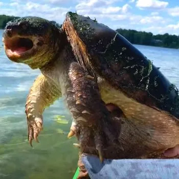 Adult Snapping Turtle