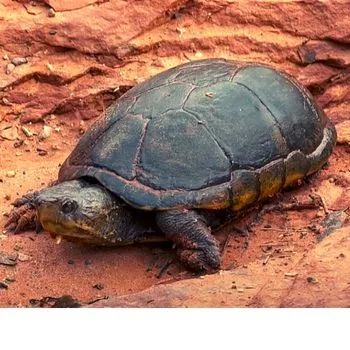 Adult Sonora Mud Turtle