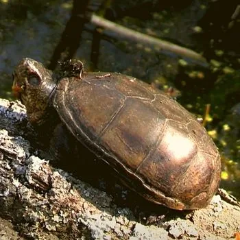 Adult Southeastern Mud Turtle