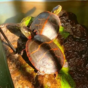 Adult Southern Painted Turtle