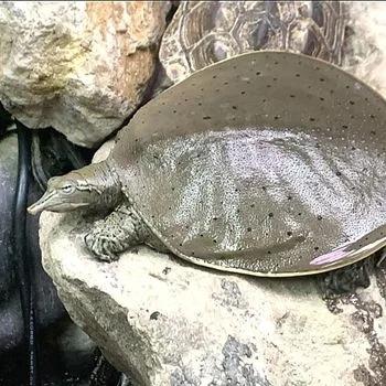 Adult Spiny Softshell Turtle