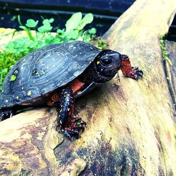 Adult Spotted Turtle