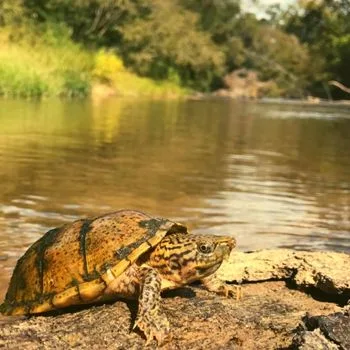 Adult Stripe-necked Musk Turtle