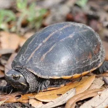 Adult Striped Mud Turtle