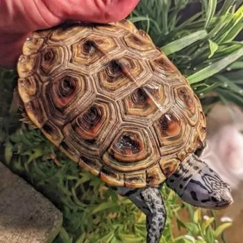 Adult Texas Diamond-backed Terrapin