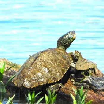 Adult Texas Map Turtle