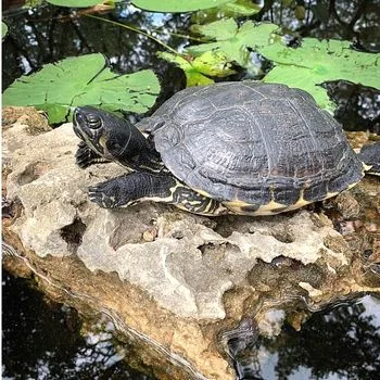 Adult Texas River Cooter