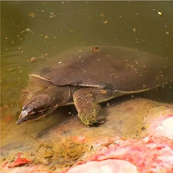 Adult Texas Spiny Softshell