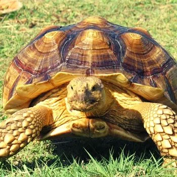 Adult Texas Tortoise