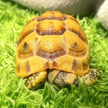 Adult Three Striped Mud Turtle