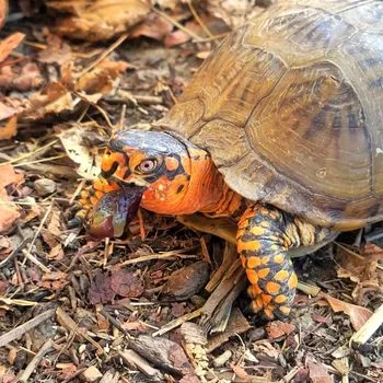 Adult Three-toed Box Turtle