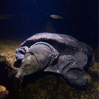 Adult Wattle-Necked Softshell Turtle