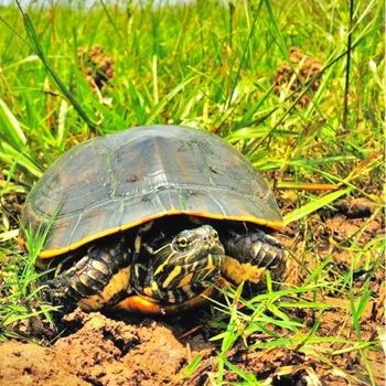 Adult Western Chicken Turtle