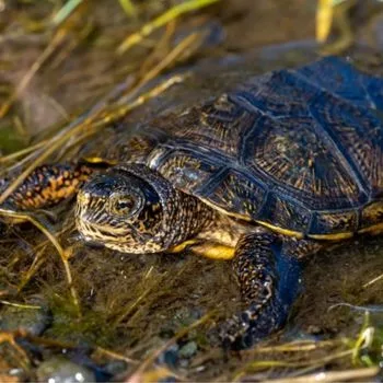 Adult Western Pond Turtle