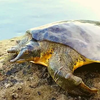 Adult Western Spiny Softshell