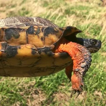 Adult Wood Turtle