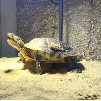 Adult Yellow-bellied Slider