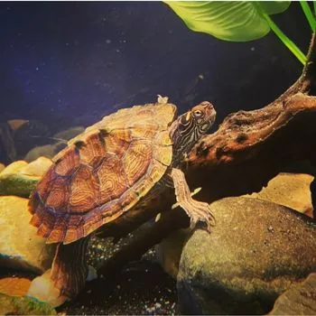 Adult Yellow-blotched Map Turtle