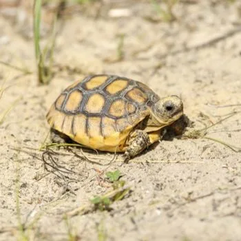 Gopher Tortoise Babies