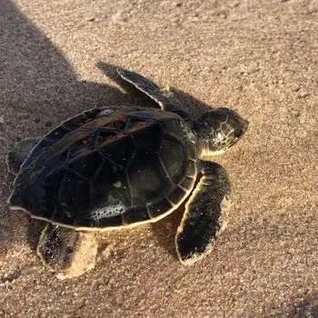 Green Sea Turtle Babies