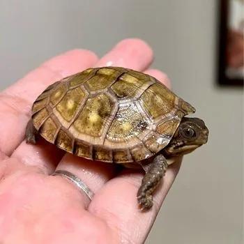 Gulf Coast Box Turtle Babies