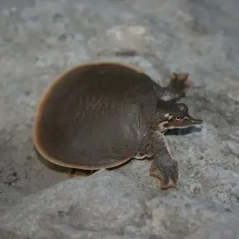 Gulf Coast Smooth Softshell Babies