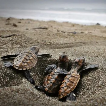 Hawksbill Sea Turtle Babies