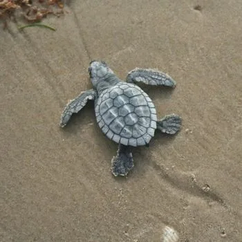 Kemp's Ridley Sea Turtle Babies