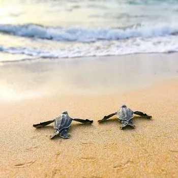 Leatherback sea turtle Babies