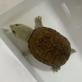 Loggerhead Musk Turtle Babies