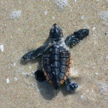 Loggerhead Sea Turtle Babies