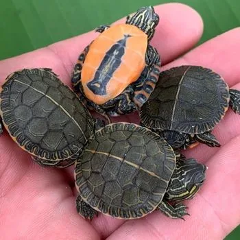 Midland Painted Turtle Babies