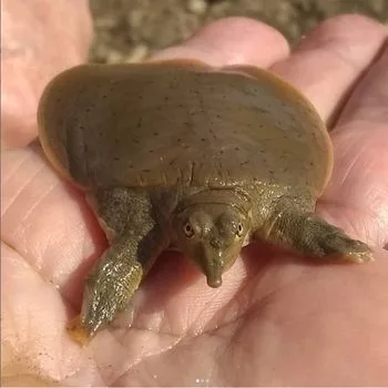 Midland Smooth Softshell Turtle Babies