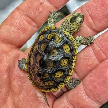 Mississippi Diamondback Terrapin Babies