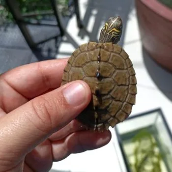 Mississippi Map Turtle Babies