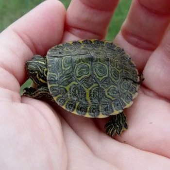 Missouri River Cooter Babies