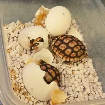 Mojave Desert Tortoise Babies