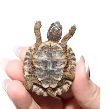 North American Wood Turtle Babies