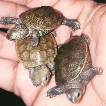 Northern Diamondback Terrapin Babies