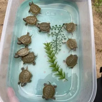 Northern Map Turtle Babies