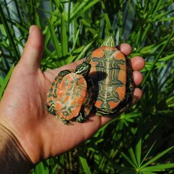 Northern Red-Bellied Cooter Babies